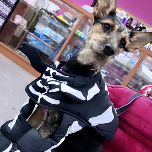 Disfraces para mascotas